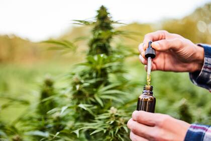 Es crucial distinguir entre el CBD (cannabidiol) que es un componente no psicoactivo con beneficios médicos, y el THC (tetrahidrocannabinol), que es el componente psicoactivo en el producto recreacional