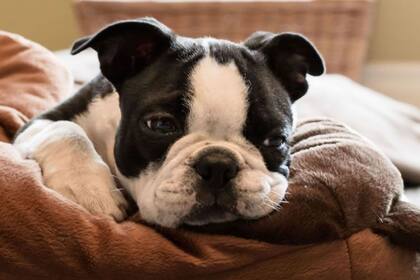 Es crucial hacer una consulta con un veterinario en el caso de notar algunos de estos síntomas