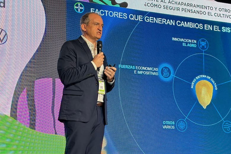 Chicharrita: el desafío del maíz que agita a la agricultura en Argentina