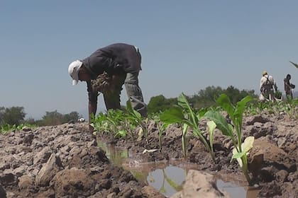 Es crucial que se adopten políticas que reflejen la importancia histórica y potencial futuro del campo argentino