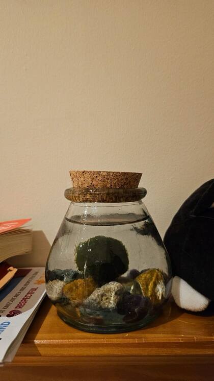 Es de fácil cuidado y tiene poderosos beneficios tenerla en casa