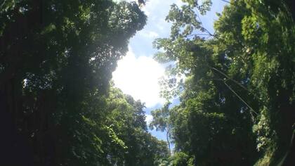 Es difícil ver el cielo durante la travesía. Solo en algunos lugares de esta jungla cerrada se puede apreciar la luz del sol.
