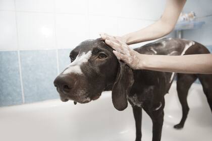 Es esencial reforzar un buen comportamiento del perro durante la hora del baño