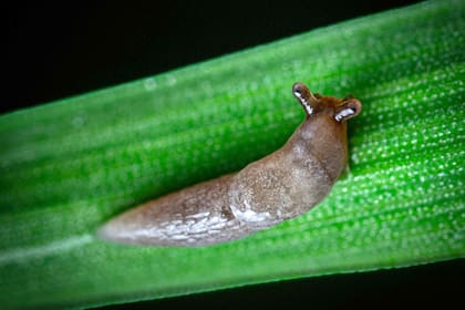 Es fácil distinguir un caracol de una babosa: los caracoles tienen una concha calcárea en espiral desde su nacimiento; en cambio, las babosas no