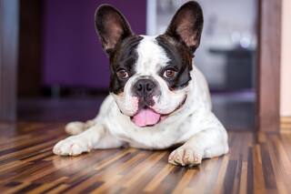 Bulldog francés: el precio que debe pagar por su belleza