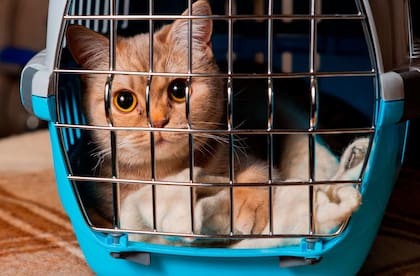Es fundamental consultar los requisitos que pide cada país para ingresar con perros y gatos