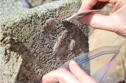 Es fundamental depositarlas en una bolsa o recipiente con alcohol para matarlas permanentemente, ya que si caen al suelo pueden eclosionar