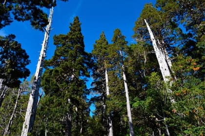 Es fundamental preservar a los alerces, una especie de árbol que está en peligro de extinción desde 2008