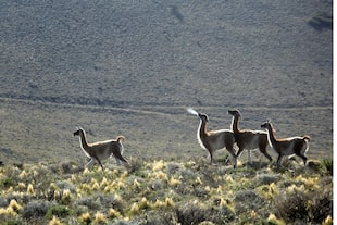 Es habitual cruzarse con manadas de guanacos