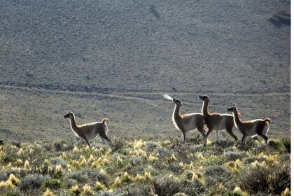 Es habitual cruzarse con manadas de guanacos