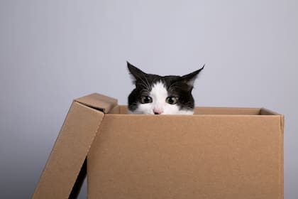 Es habitual ver que los gatos se refugien en cajas de cartón