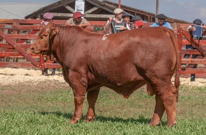 Es hijo del toro Picante y de una vaca donante llamada Barbie