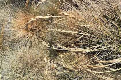 Es ideal para jardines con exposición solar directa y uso intensivo
