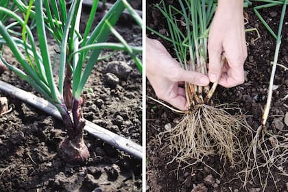 Es ideal para la huerta familiar por la provisión constante y aromática. Con sus largas hojas tubulares, las cebollas de verdeo son un componente muy importante de la huerta de otoño-invierno, porque la embellecen con su follaje vertical de color verde intenso y porque se asocian muy bien con brócolis, coliflores, espinacas y acelgas. Se puede propagar por división de la mata (derecha). En ese caso, antes de plantar, hay que cortar unos centímetros las raíces y las hojas.