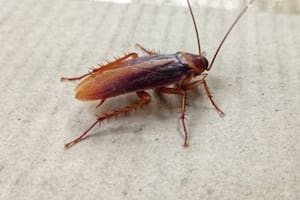 Es importante conocer qué especies de plantas podrían atraer insectos indeseados como las cucarachas.