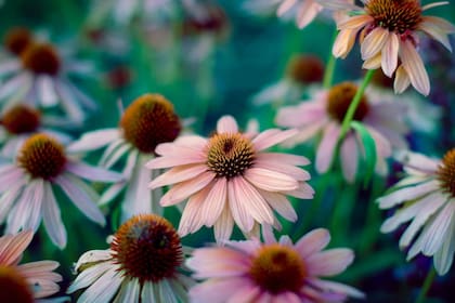 Es importante consultar con un profesional de la salud antes de sumarla a la dieta diaria