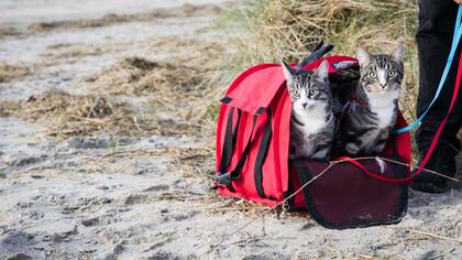 Es importante contar con toda la documentación requerida para viajar con un gato