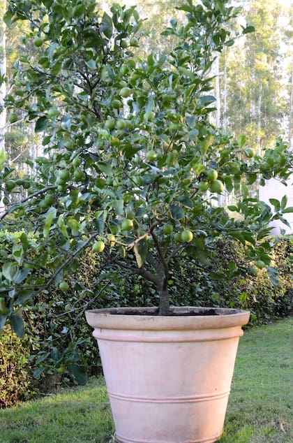 Es importante elegir especies que se adapten al cultivo en maceta