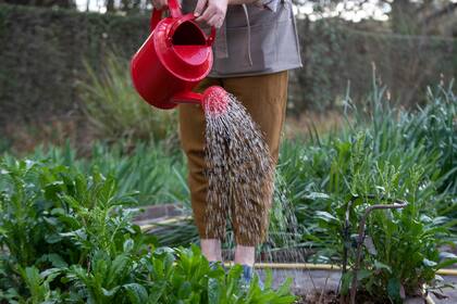 Es importante evitar regar las plantas en las horas centrales del día, ya que con esa temperatura el agua se evaporará antes de nutrir la vegetación