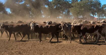 Es importante la selección de vaquillonas durante el preservicio, teniendo en cuenta edad, peso y plan sanitario