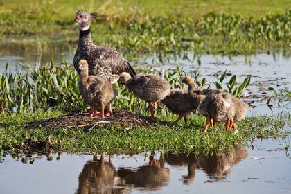 Es importante llevar ropa de mangas largas, sombrero, linterna, repelente y protector solar