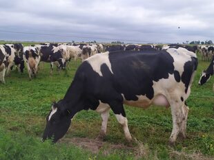 Producción lechera: hoja de ruta para la gestión en el contexto de sequía 3 Es importante mantener el funcionamiento de todas las variables