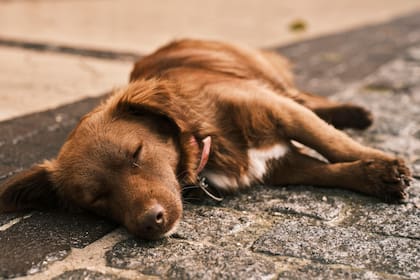 Es importante no despertar al perro cuando se mueve