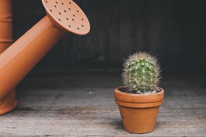 Es importante ofrecerle potasio al cactus para que florezca sin problemas