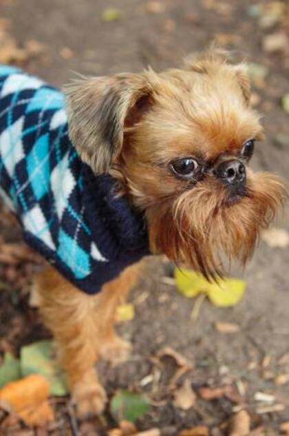 Es importante permitir que los perros interactúen entre ellos, sin barreras