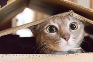 Cómo evitar el estrés y acompañar en el proceso cuando cambian de casa