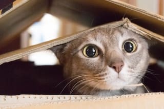 Cómo evitar el estrés y acompañar en el proceso cuando cambian de casa