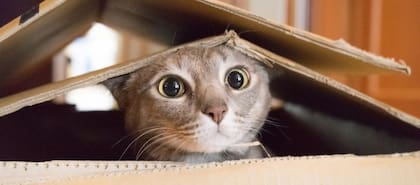 Es importante preparar antes de la mudanza una habitación donde el gato pueda sentirse seguro