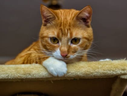 Es importante prestar atención a cómo reacciona el gato a este "regalo"