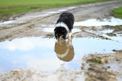 Es importante purificar el agua que toman los perros para evitar problemas de salud