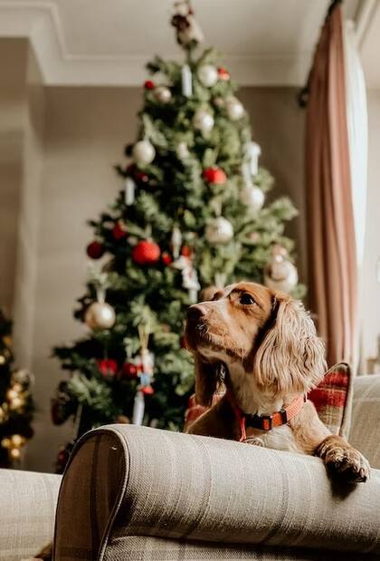 Es importante que coloques el árbol de Navidad en un lugar seguro