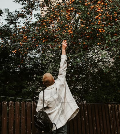 Es importante que el naranjo reciba suficiente luz solar y agua (imagen ilustrativa)