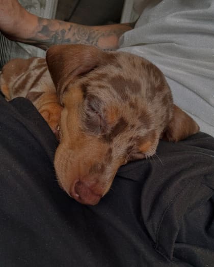 Es importante que esta raza siga una dieta balanceada para evitar problemas de salud (Instagram: @mauroicardi)