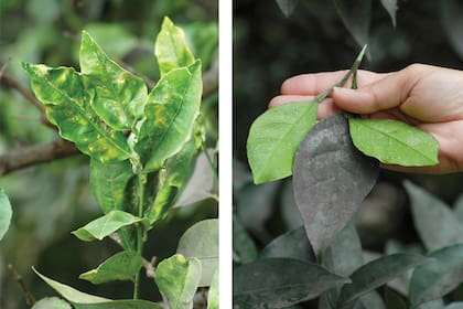 Es importante que las plantas no presenten deformaciones o puntos pegajosos, ya que pueden indicar la presencia de plagas como pulgones o cochinillas