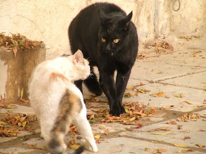Es importante que los gatos sean presentados de manera progresiva entre sí
