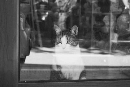 Es importante que los gatos tengan acceso a una ventana que les dé acceso a la luz del día (imagen ilustrativa)