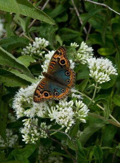 Es importante que reciba sol porque le encanta, pero no es necesario que esté expuesta a él todo el día, con cinco o seis horas diarias es suficiente.