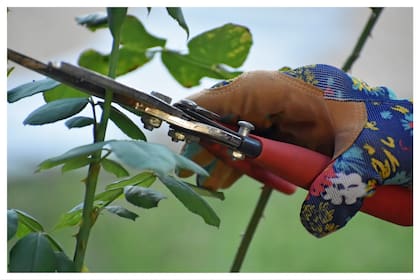 Es importante realizar podas para que las plantas crezcan de manera prolija y abundante