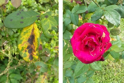 Es importante revisar el follaje de los rosales con frecuencia: si aparecen manchas negras, polvillo blanco o puntos amarillos, probablemente haya hongos.