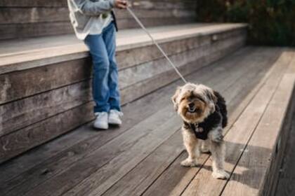 Es importante tener ciertos cuidados para comenzar a realizar una actividad con tu perro (Foto Pexels)