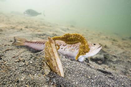 Es importante tomar precauciones con el pez araña