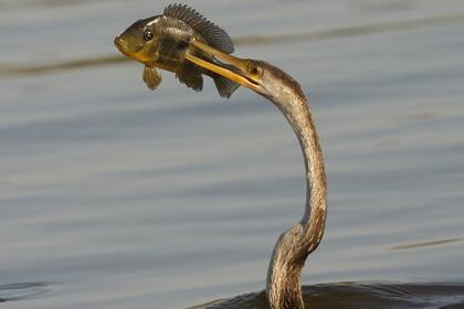 Es la directora de FNA, una iniciativa privada que nació en 2003 como el primer espacio dedicado a la fotografía de Naturaleza en la Argentina y Latinoamérica.