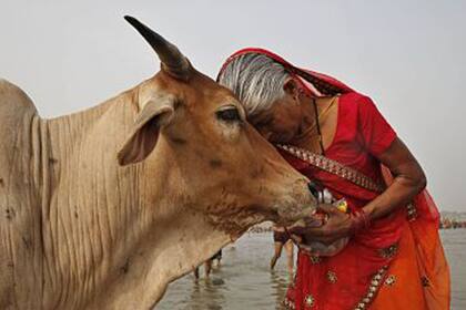 Los hindúes consideran a las vacas sagradas y el sacrificio de estas fue prohibido en casi todos los estados indios (Foto: Archivo)