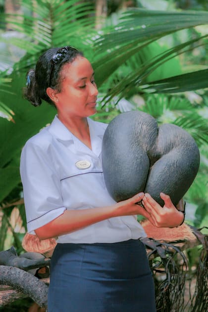 Es la semilla más grande del mundo y puede llegar a pesar 30 kilos.