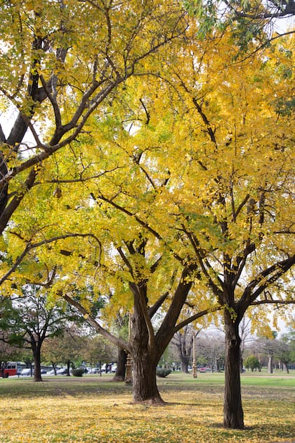Es más, una serie de árboles de ginkgo cercanos a Hiroshima, a pesar del calor abrasador y la destrucción causada por la explosión de las bombas en 1945