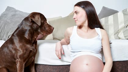 ¿Es mejor no acariciar al perro? Mientras las mujeres embarazadas se atengan a algunas reglas de la higiene, no tienen por qué renunciar a sus mascotas. Foto: Westend61/Sebastian Gauert / dpa / dpa-tmn